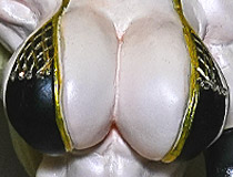 「ワンダーフェスティバル2025 [夏]」 様々なディーラーブースの様子「ちはるいちば」「のどか工房」